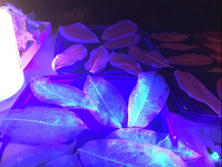 PROP MAKING- Flowers