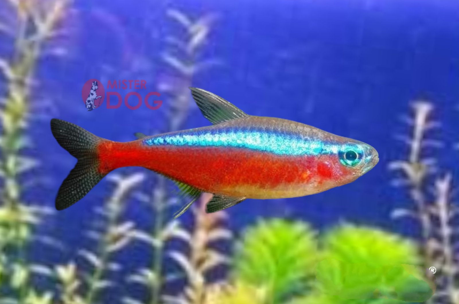 Неон красный.