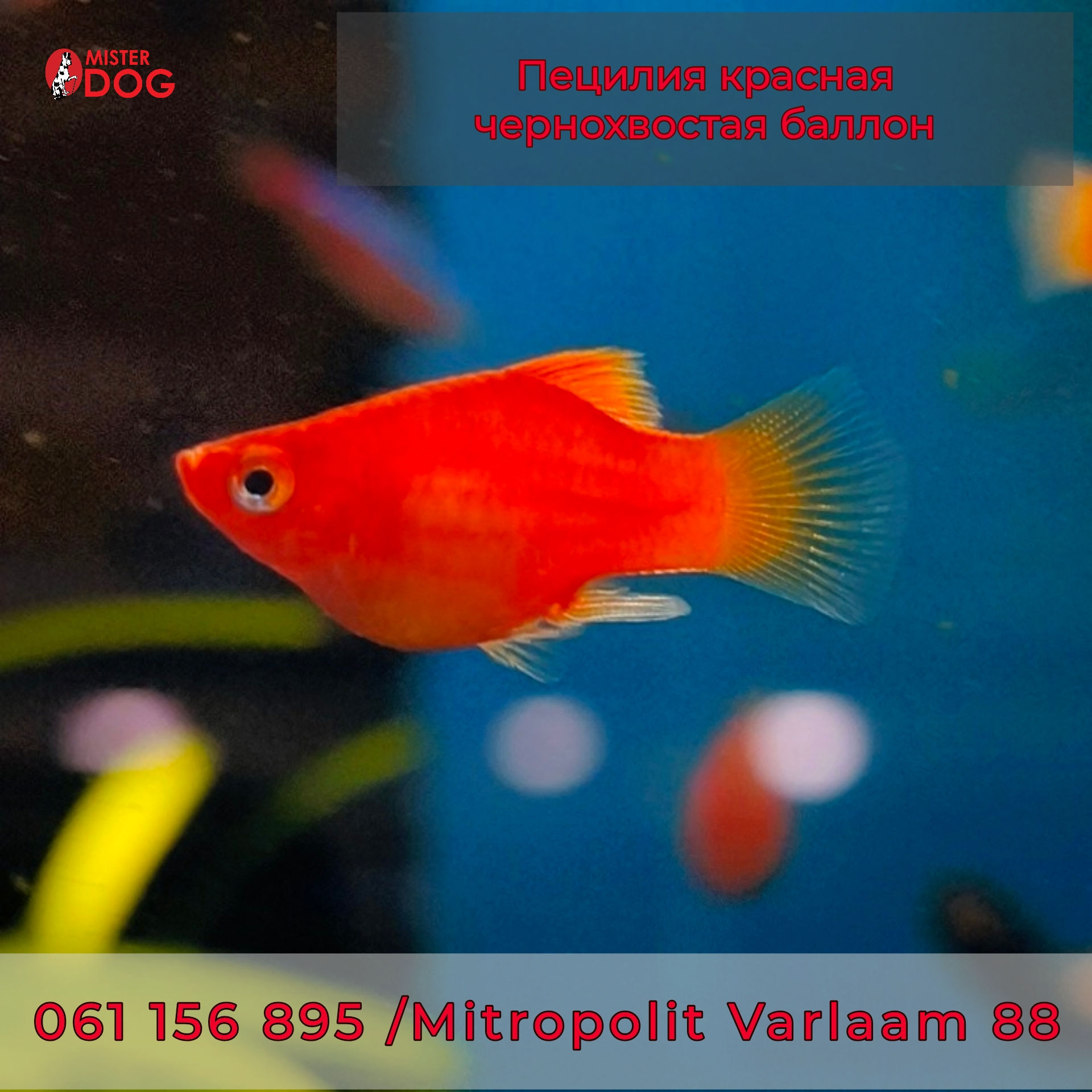 Пецилия красная балон