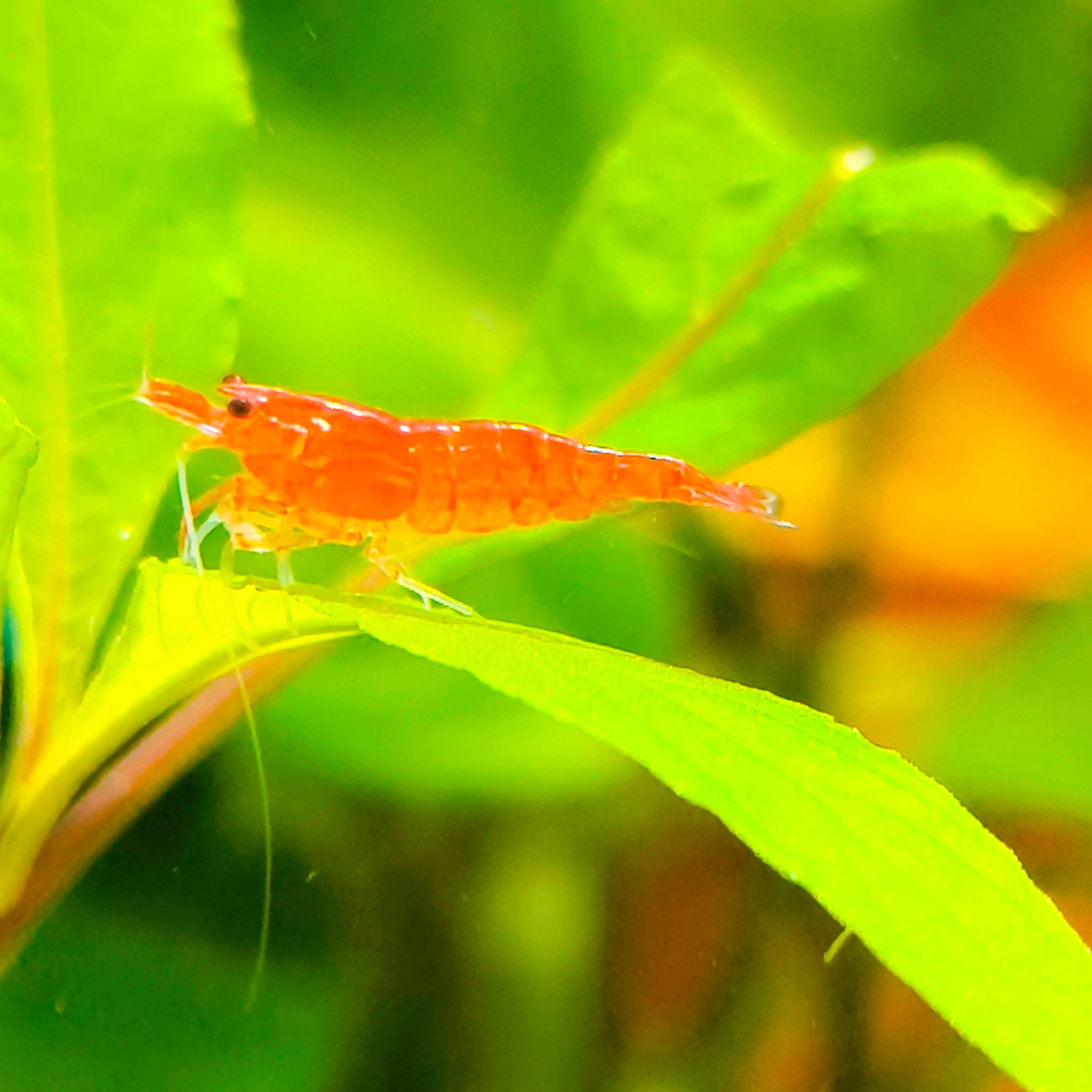 КРЕВЕТКИ АКВАРИУМНЫЕ