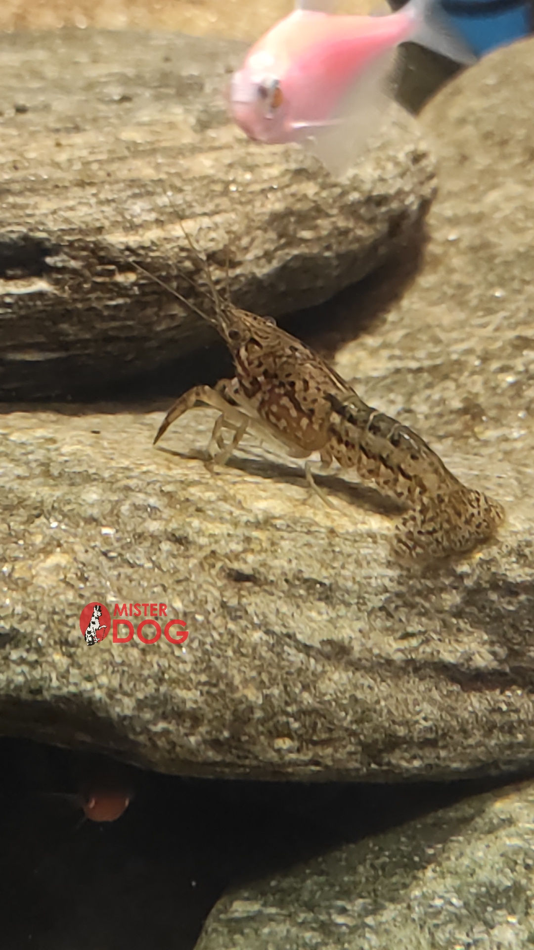 Рак мраморный