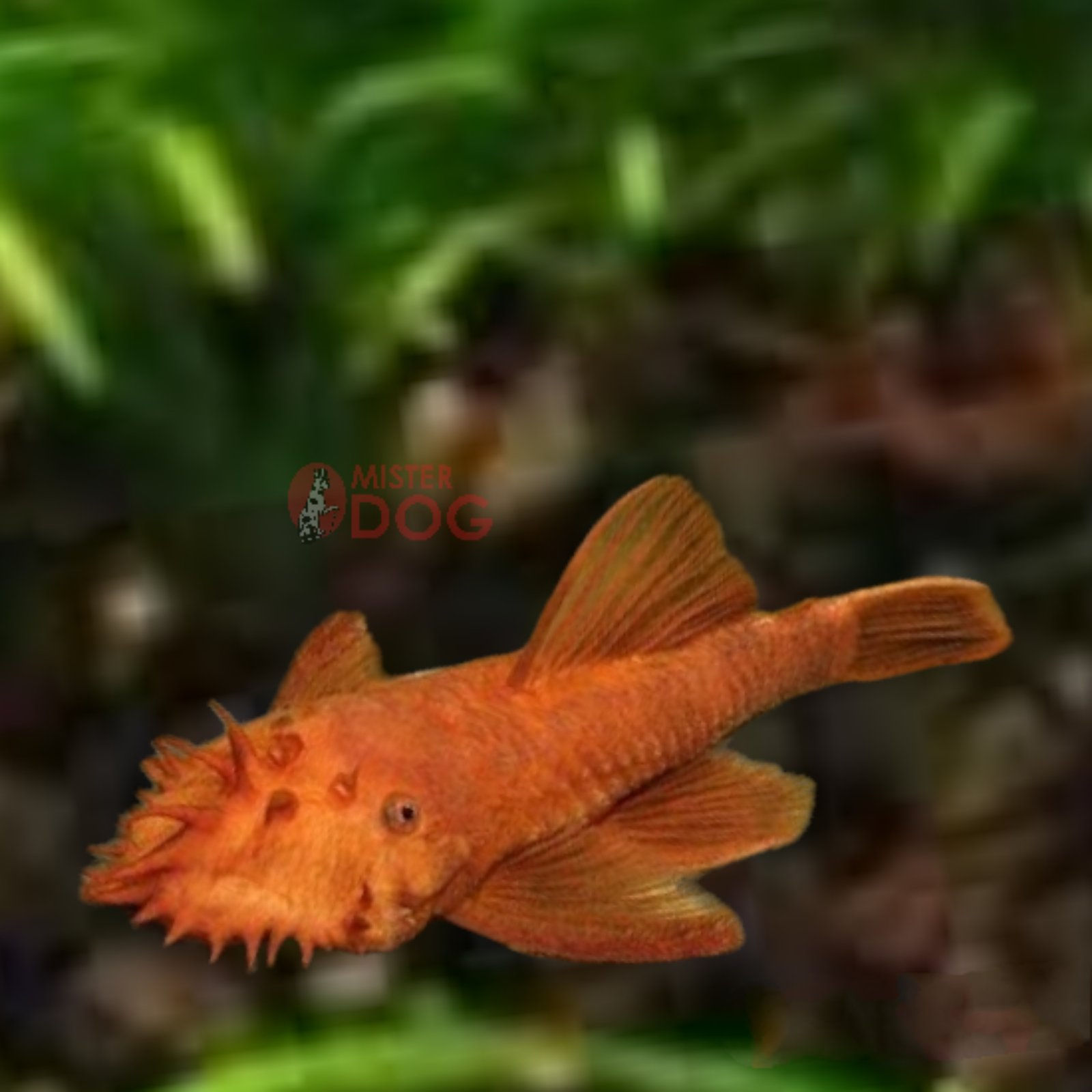 Анциструс красный (Ancistrus dolichopterus red) - 2,5-3см