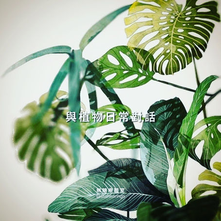 與植物日常對話-植物溝通
