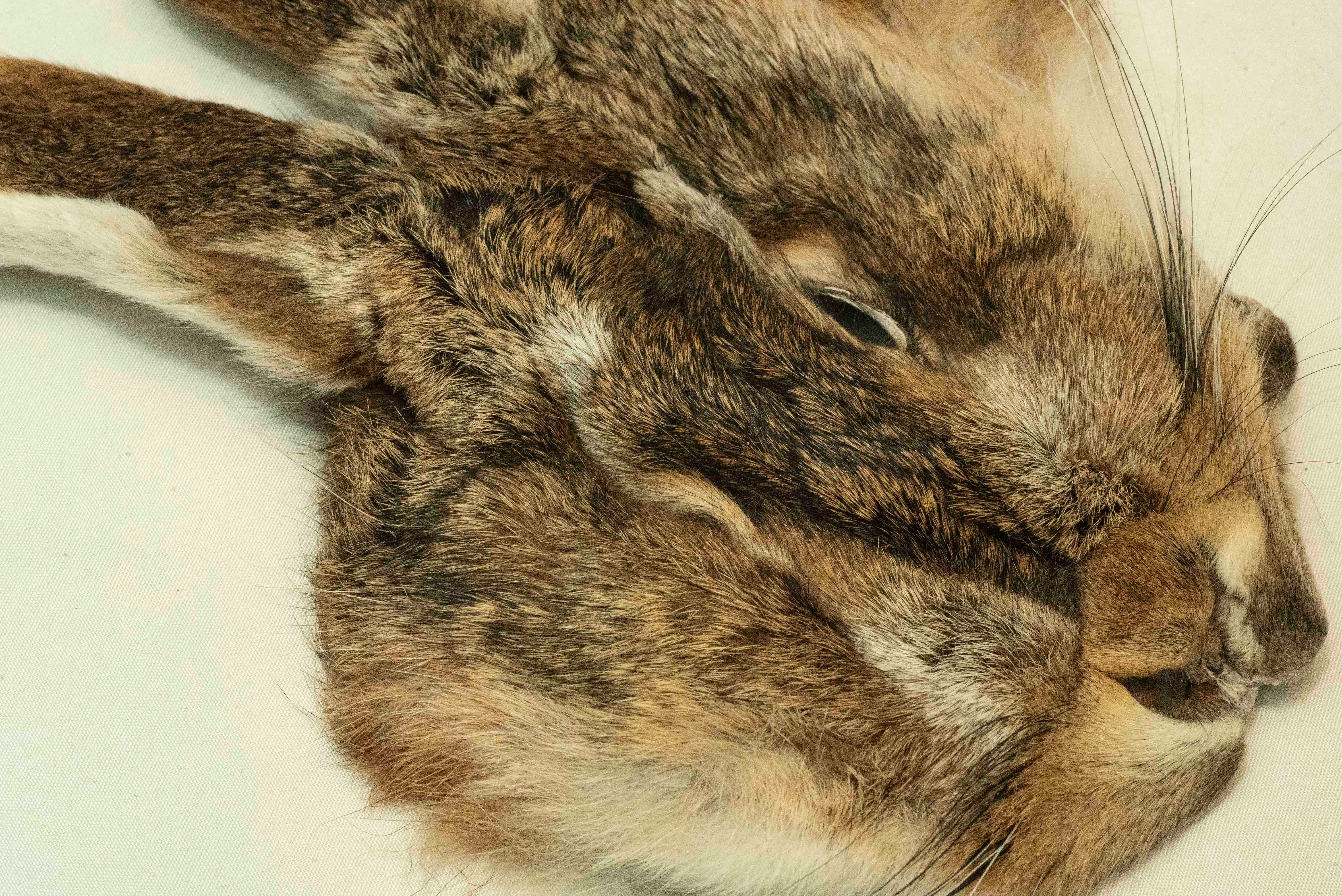 European Hares Masks