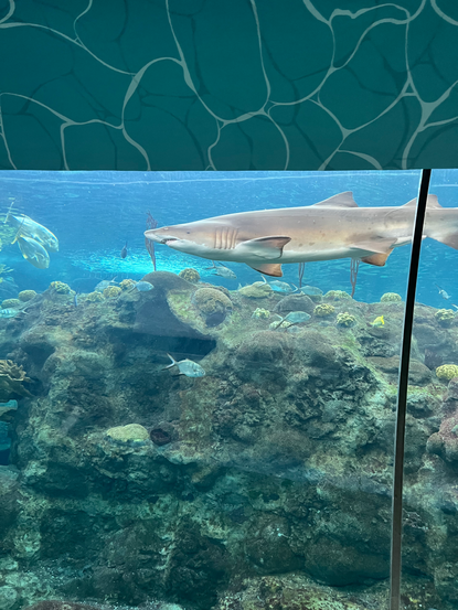 Sand Tiger at Florida Aquarium
