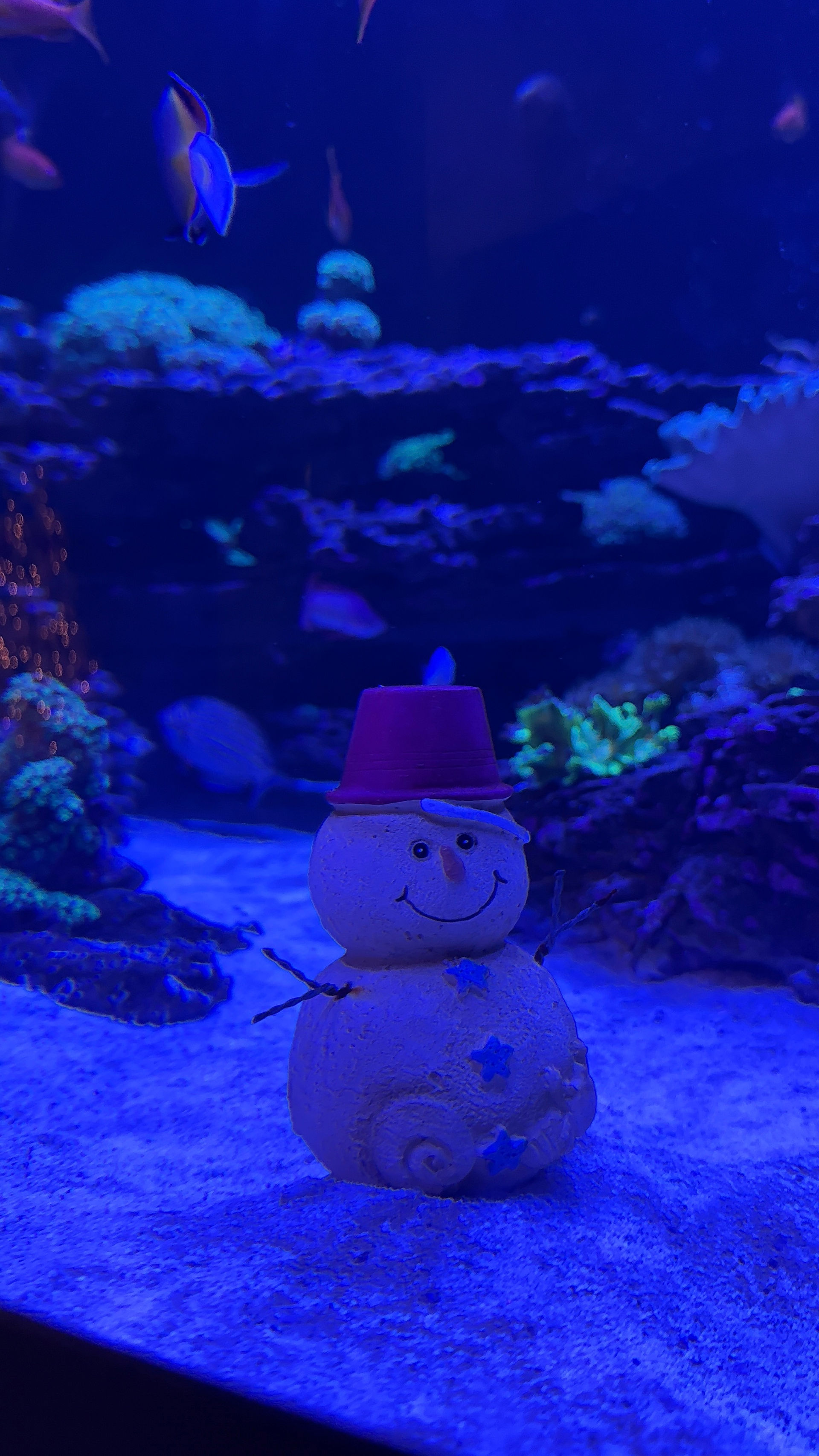 Florida Aquarium Yule Tides sand snowman
