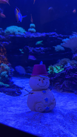 Florida Aquarium Yule Tides sand snowman
