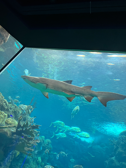 Sand Tiger at Florida Aquarium