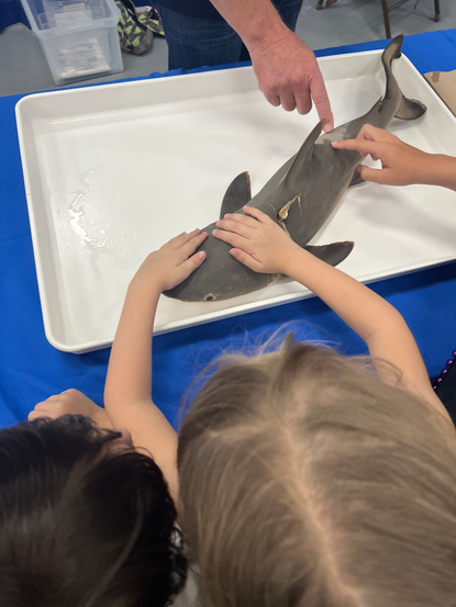 Touching a shark at SharkCon