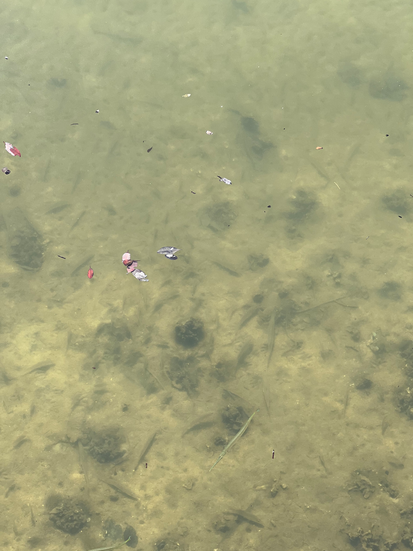 Fish in the water