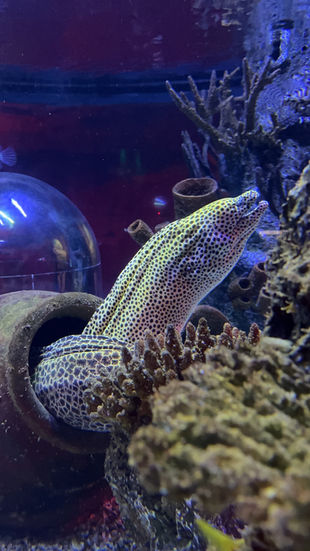 Eel at SEA LIFE Orlando