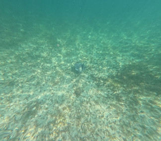 Stingray in the distance in Castaway Cay Snorkeling Lagoon