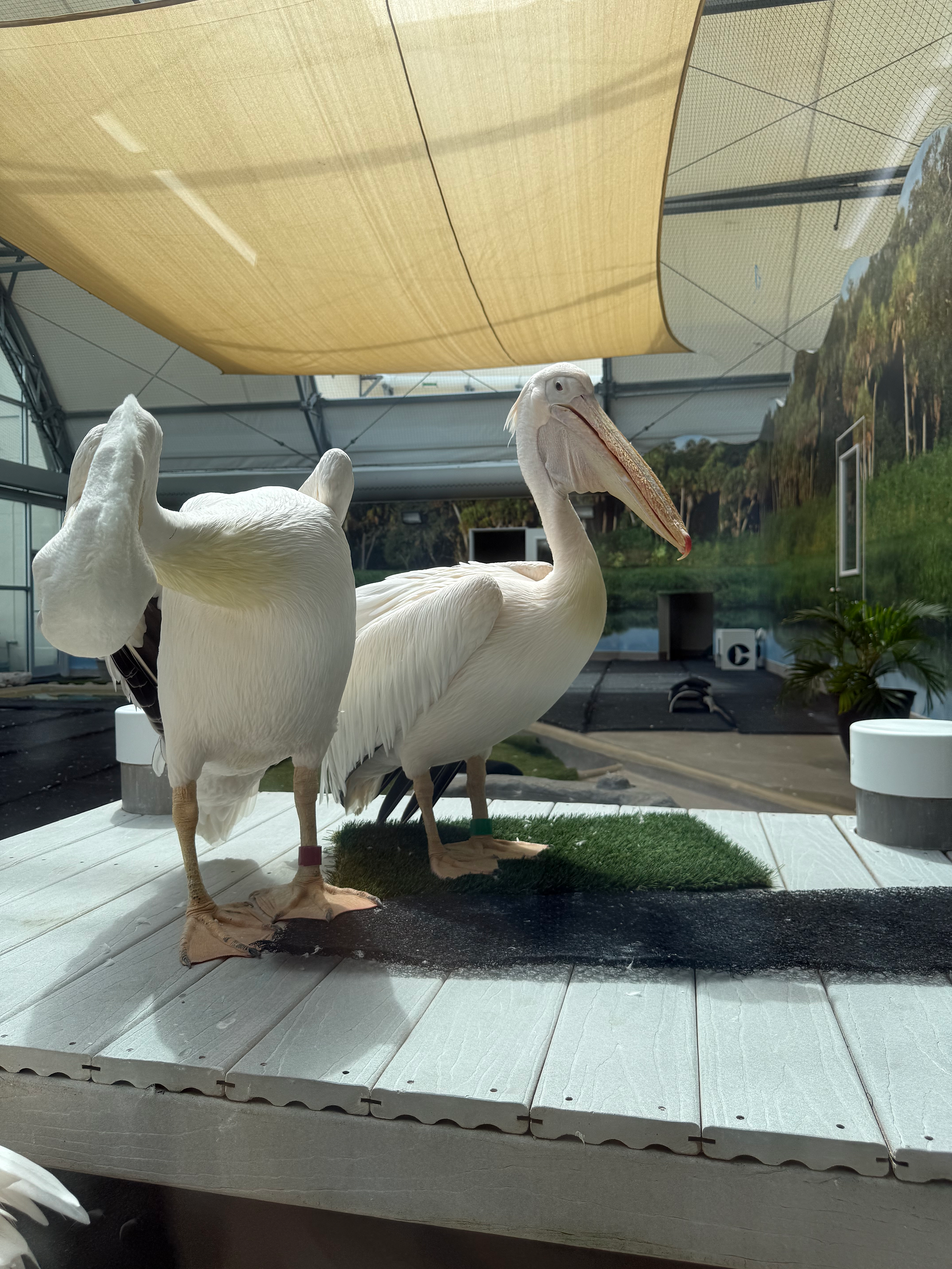 Pelicans at Clearwater Marine Aquarium