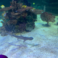 On of the bonnethead sharks