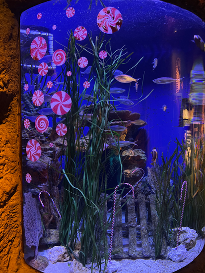 christmas decorations at SeaLife