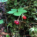 Tiny Beautiful Things: Generative Prompts for Making Small Gems