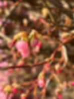 6 Week Revision Quest, Sundays 2P-3:30P AKST