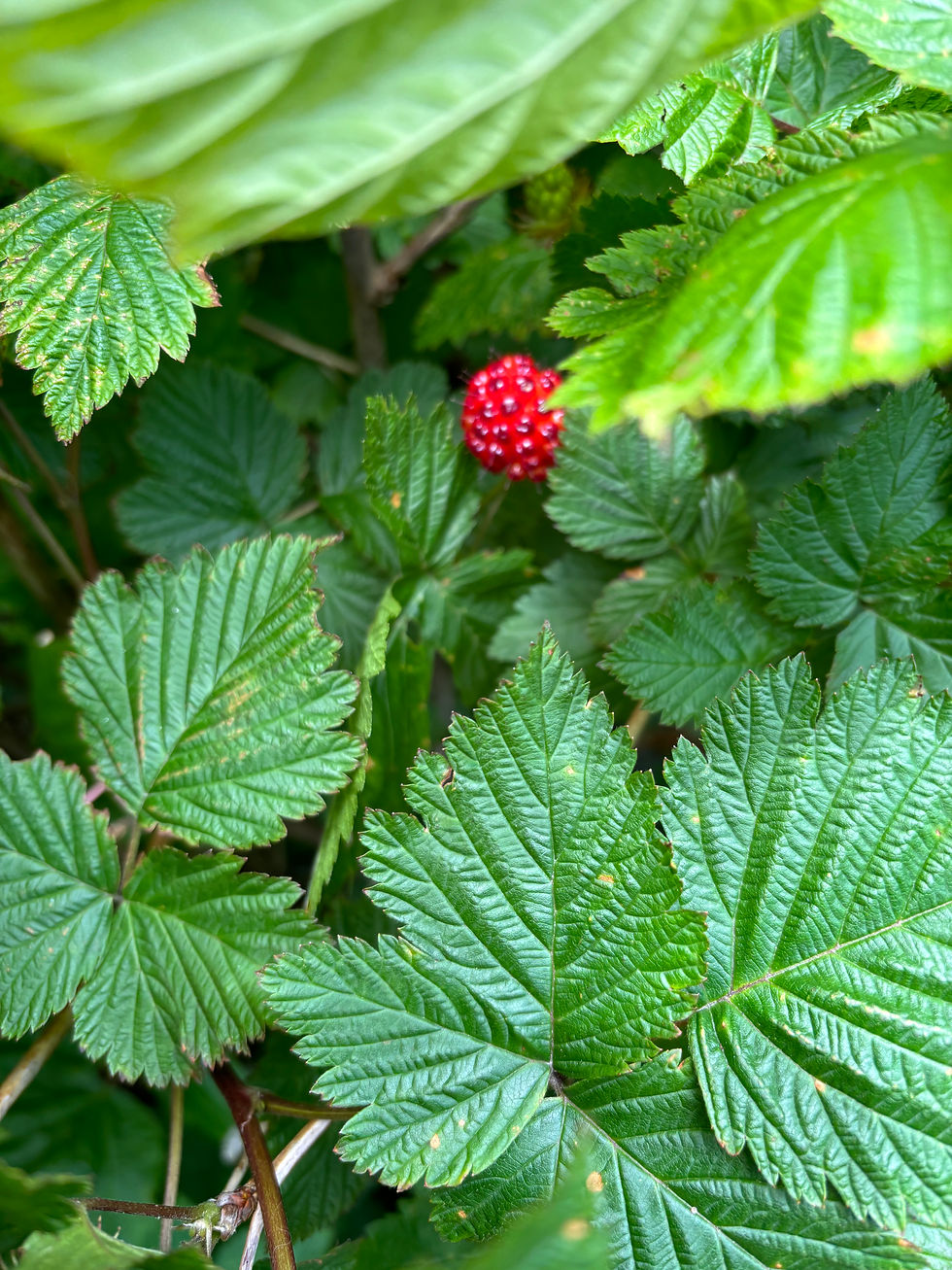 Journaling For Writers, A New Year Invitation