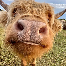 Highland cow