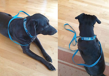 Kundenfotos von HaPiLy Hundesachen