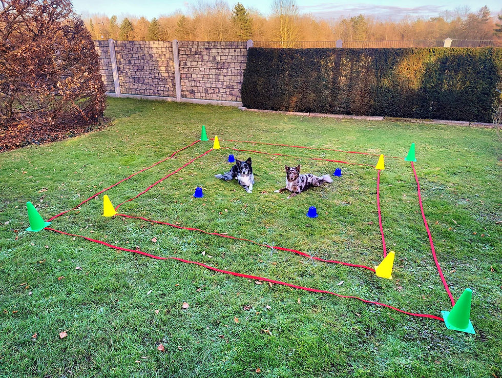 Miniaturbild: Boxband für den Hundesport Obedience 3x3 oder 4x4 Meter