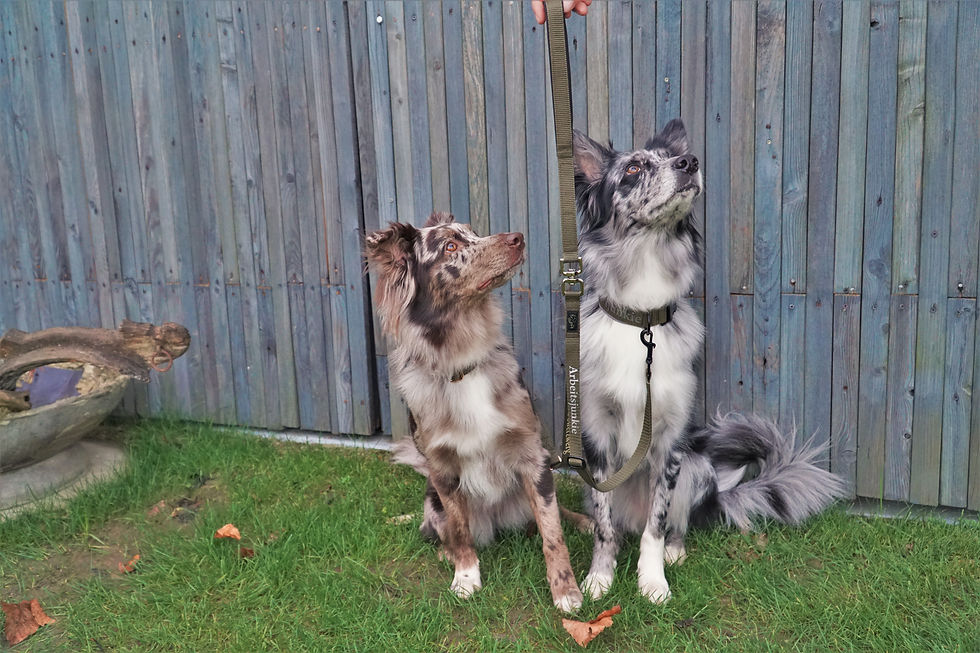 Koppel für Hunde Leine
