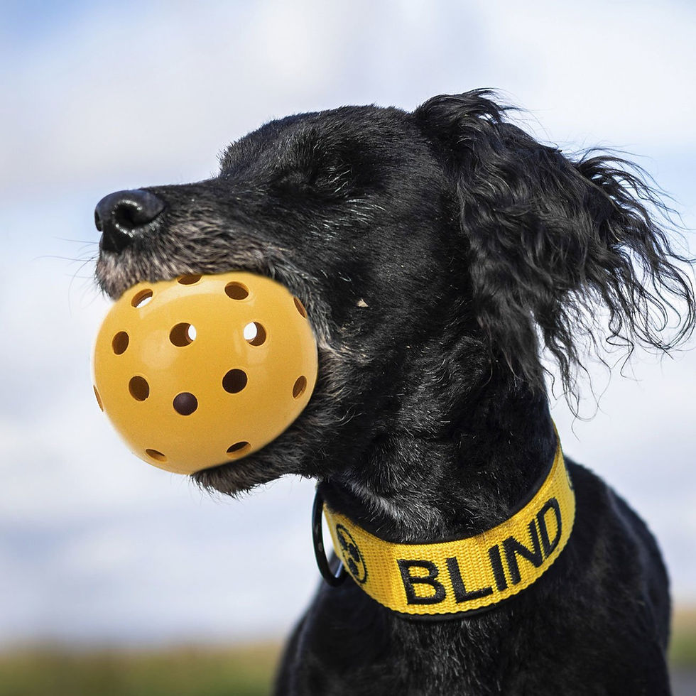 Lochball mit Schelle Trixie 3332