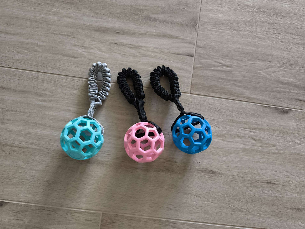Training Hund Ring Bungee Ziehspiel