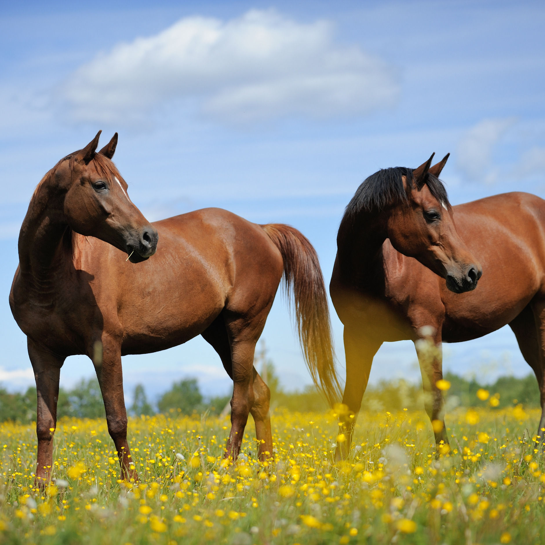 Riwa Pferd für Sportpferde, Zuchtstuten, Fohlen