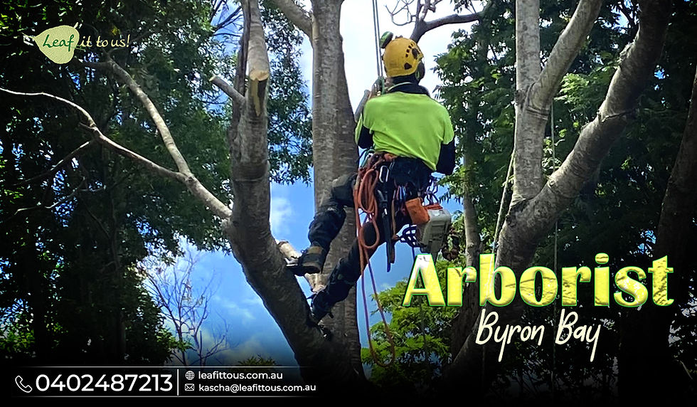 The Best Reason for Hiring a Certified Arborist for Skilled Tree Maintenance and Care