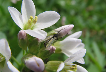 34. wildflowers TRS.JPG