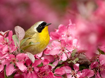 03. Common Yellowthroat, Owen Deutsch.jpg