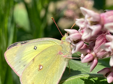 Butterfly1_LibbyHumphries_9.14.2023.JPG