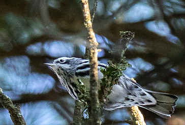 29. Birding By Ear_A_edited.jpg
