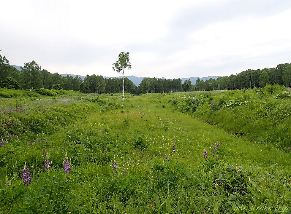 広い緑の草原に紫の花が点在し、中央に一本の木。