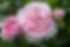 shutterstock_1769352311.jpg