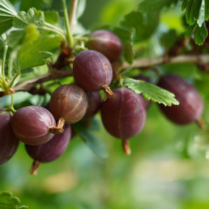 röda krusbär hinnonmäki röd ribes uva crispa