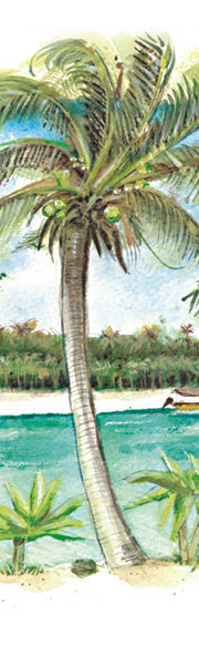 CookIslands water color illustration