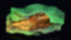 ree