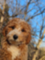 Teddy.jpg