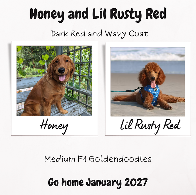 Honey and Lil Rusty Red 2026 (1).png