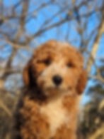 Teddy