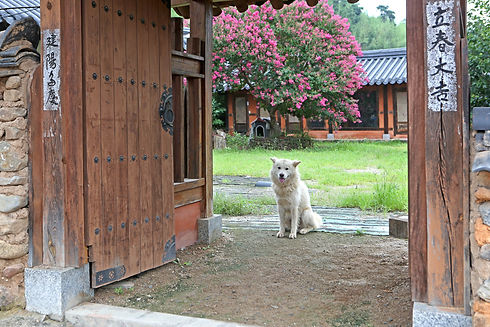 love-my-jindo-dog-guarding-territory-min