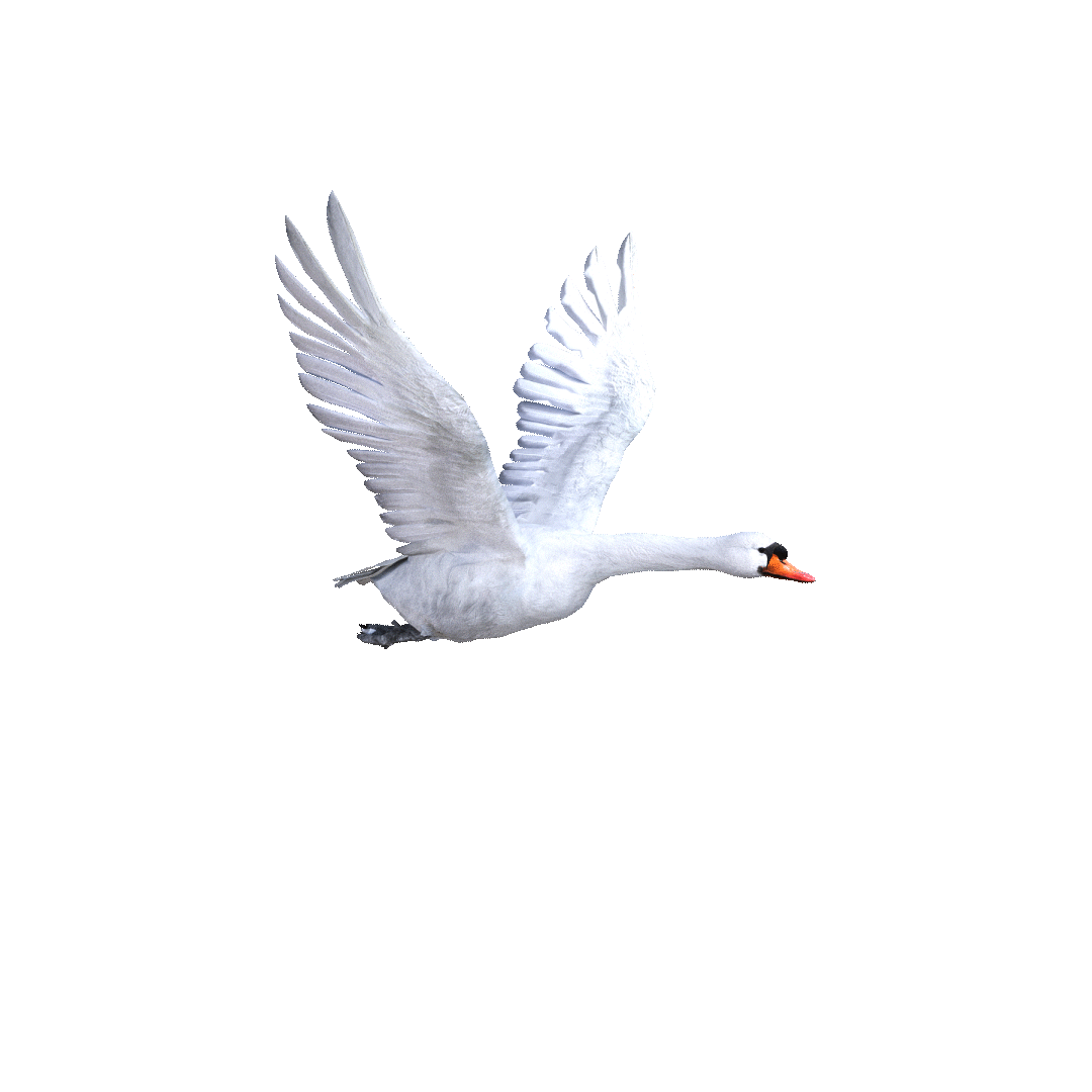 Swan_Side Front_Loop.gif