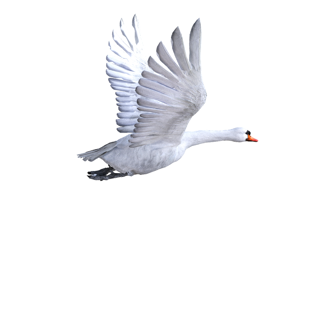 Swan_Back Side Front_Loop.gif