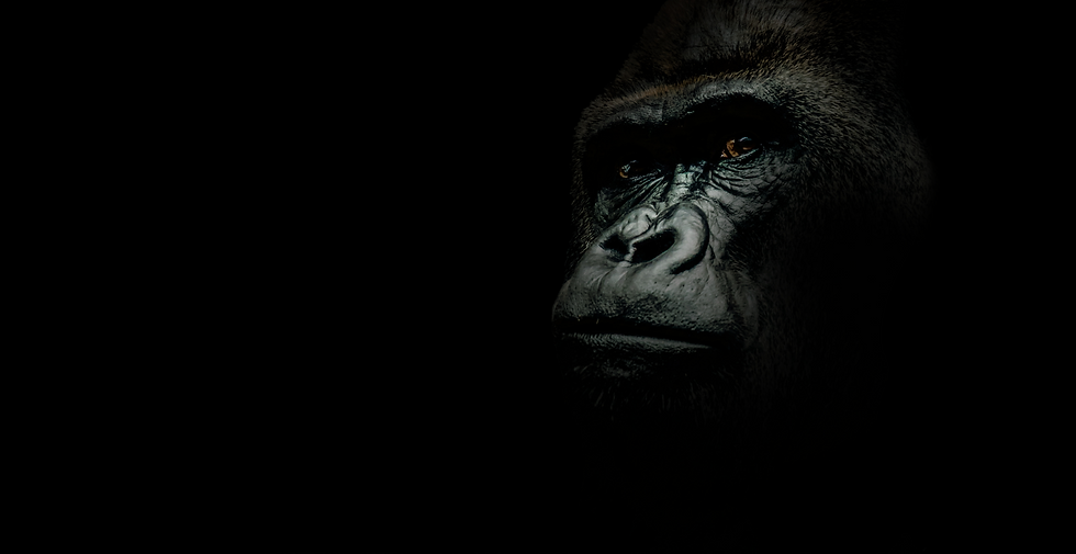 gorilla_home_background.png