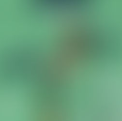 Matchs seniors filles