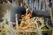 Moorhen family