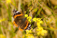 Red Admiral butterfly as seen on BBC Winterwatch 2022