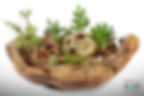 D2E_Terrariums_036